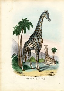 Giraffa, 1863-79